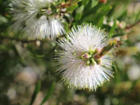 Callistemon Snow Burst ‘CNU07’ PBR